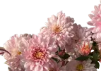 Цветы Хризантема