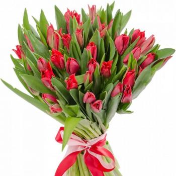 Красные тюльпаны 25 шт код товара  31320
